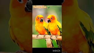 Very Beautiful Parrot