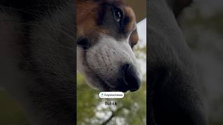 Jack Russell Terrier,