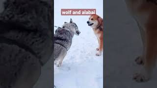 Кто Кого? Волк Против Алабая. Who Will Win? Wolf Vs Alabai.
