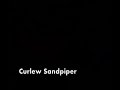 Curlew Sandpiper
