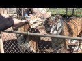 Lions