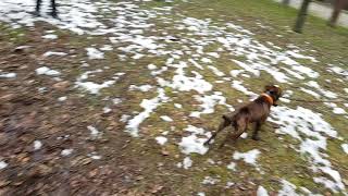 Staffordshire Bullterrier Fast & Furious