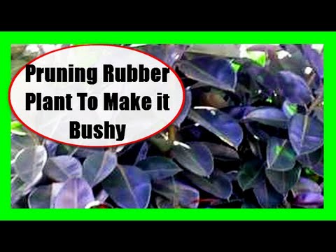Pruning rubber plant