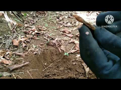 $eken di kebun Nanas dengan matal detektor tx850.