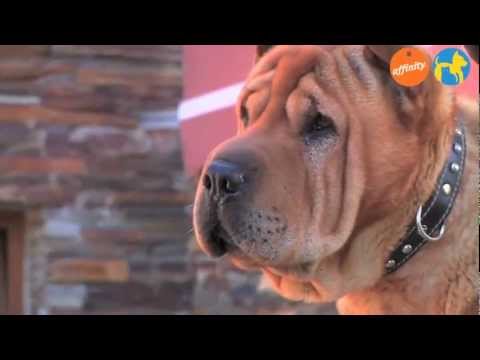 COMO ALIMENTAR A TU PERRO
