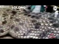 Worlds Biggest Crocodile Captured 20 3 Ft images Worlds Biggest Crocodile Captured 20 3 Ft