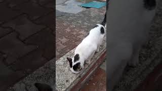 Kurumuş Yaş Mama Kalıntılarını Yalayan Sevimli Kedi