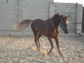 الفحل صقر الصواري عارضًا نفسه الحصان عربي جمال و نسب