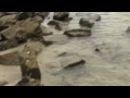 Shark Attack Teen Girl Caught On Robe Australia July 30 images Shark Attack Teen Girl Caught On Robe Australia July 30