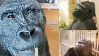 Gorilla Wants To Stay With Keeper As Long As She Can Annie The Shabanis Group