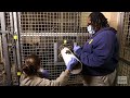 Veterinary Care for Great Apes - Voluntary Gorilla Blood Draw