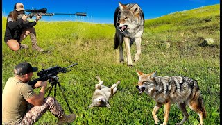 Extremely Aggressive Predators Epic Daytime Hunting Action In 4K New 2025