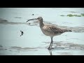 野鳥：チュウシャクシギ／Wild Birds: Whimbrel