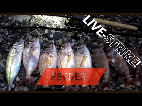 FEEDER FISHING in mare PAGRI a volontà! e non solo - clipangler
