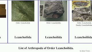 List Of Arthropoda Of Order Leanchoilida. Fuse Leanchoiliidae Alalcomenaeus Target French