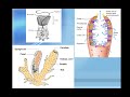 AP Biology cvitale Invertebrates.mp4