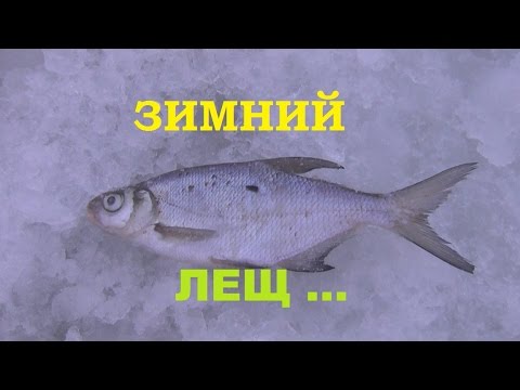 лещ весной на оби лещ весной на оби