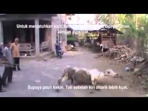 Teknik merobohkan sapi untuk di sembelih