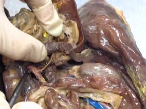 Mink Internal Organs Part 2.wmv - YouTube