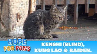 Blind kitten sits in a parking lot and wonders how will she survive in this world.