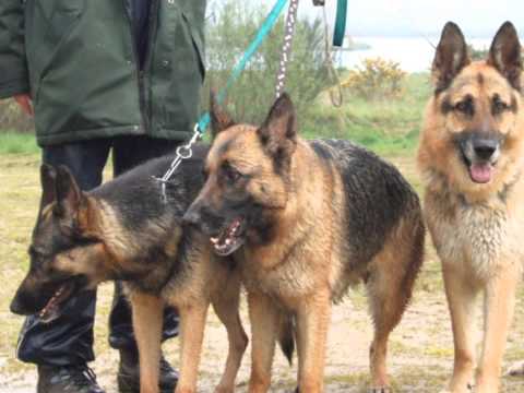 Vidéos Berger d'Anatolie, chiens de race Berger d'Anatolie Vidéos Berger d'Anatolie, chiens de race Berger d'Anatolie