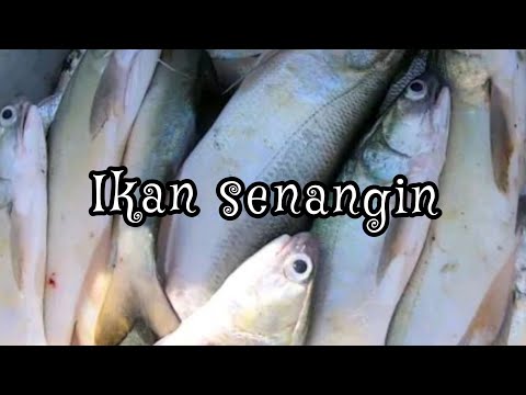 10 jenis ikan sesuai: menu berpantang/bersalin