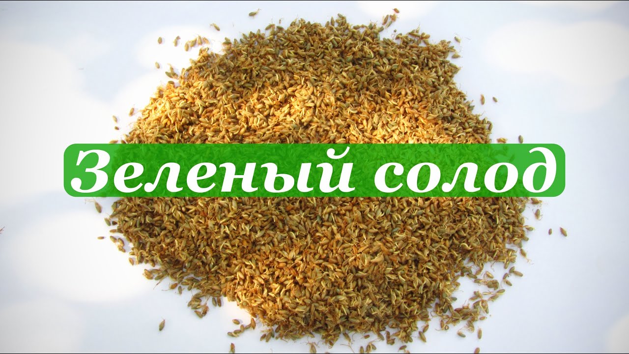 Зелёный солод своими руками Зелёный солод своими руками