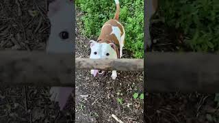 Only Amstaf Jena Start Chasing The Ambully Puppy Viper With A Stick, She Was Distracted