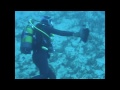 (DIVING) Plonge sous marine : Mero Plataforma Mar