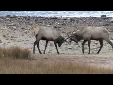 Elk Fighting Bugling Estes