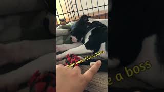 Boom Boom - Boston Terrier Puppy 16 Weeks Old