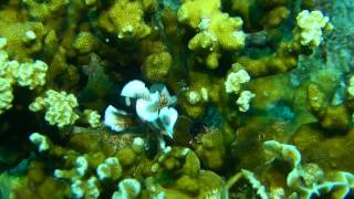 チョウチョウコショウダイ幼魚
