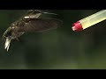 Time Warp: Hummingbird