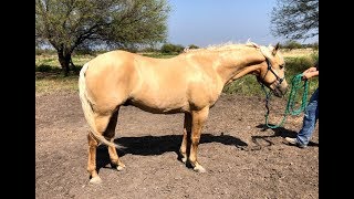 RANCHOLAROSA. MATTDILLON DUNITNICE SEMENTAL RANCHOLAROSA#CUARTODEMILLA