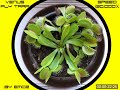 One year in life of my Venus flytrap
