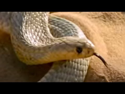 Cape Cobra hunting technique - Serpent - BBC Animals