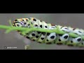 キアゲハの幼虫 Old World Swallowtail（7D、TAMRON 90mm、Raynox DCR-5320）