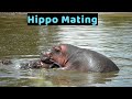 Hippo Mating