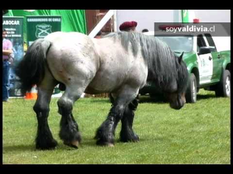 VENTA CABALLO TIRO venta caballo tiro:
