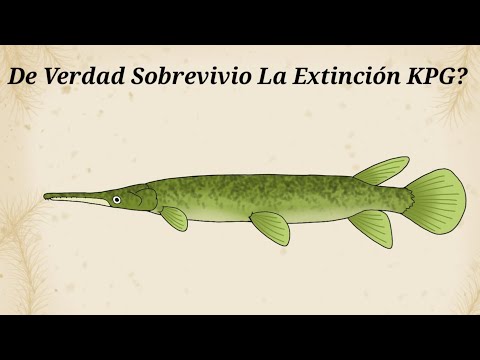 Top 3 Datos Curiosos del Lepisosteus Occidentalis Top 3 Datos Curiosos del Lepisosteus Occidentalis