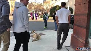 Best dog Training Milwaukee| Mixed dog training Milwaukee|Husky mix Training