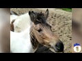 10 Crazy Animal Hybrids That Actually Exist