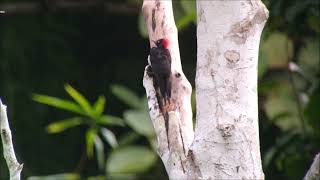 White-Bellied Woodpecker