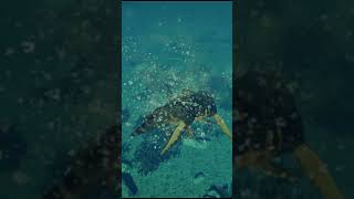 Spinosaurus Vs Kronosaurus - Jwe2 Mod