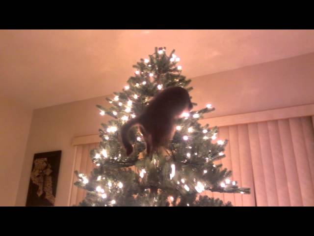 Cat Demonstrates What Happens When He Climbs Christmas Tree - Video