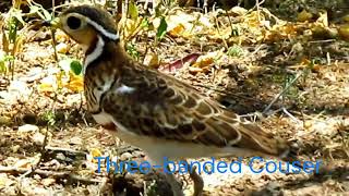 3 Special Birds To Watch In Baringo