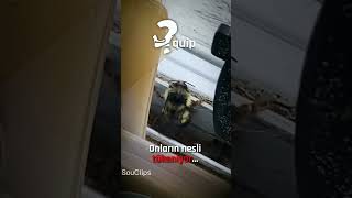 Twerk Yapan Arı