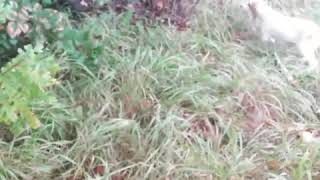 Mladi Istrijaneri 3 Meseca.. Trening Na Divljem Krmetu..