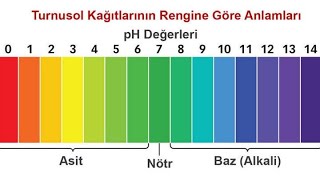 Asit, Baz Nedir? Ph ? 7 Nötr 0A Doğru Asidık 14E Doğru Baziklik Artarturnusol Kağıdı Rengi?