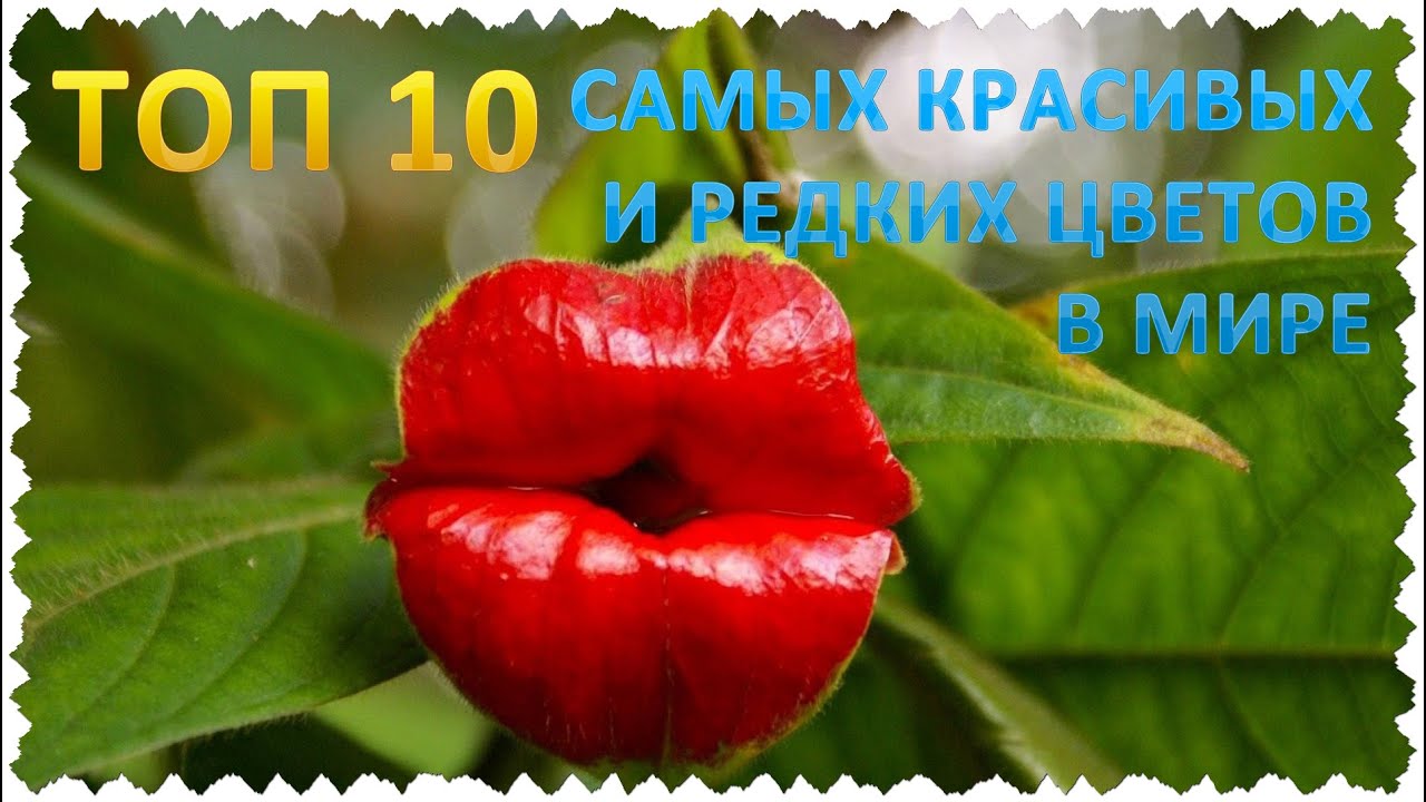 Юрий гагарин сорт Юрий гагарин сорт